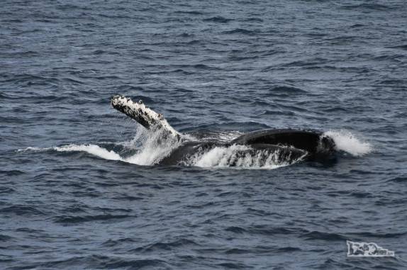 Uma baleia se alimenta nas águas geladas de Elephant Island, na Antártida